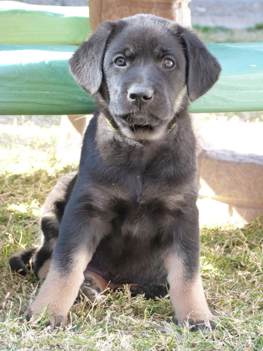 chinook dog